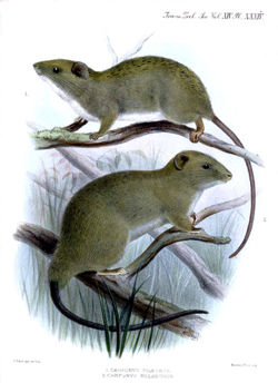  Carpomys phæurus et Carpomys melanurus