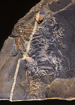  Casineria kiddi, fossile provenant d'Écosse.