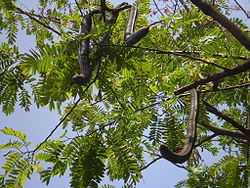  Fruits et feuilles du Cassia grandis