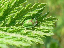  Cassida viridis