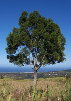 Cassine orientalis dit bois rouge, à la Réunion