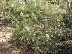  Cassinia longifolia