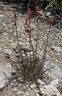  Castilleja linariifolia