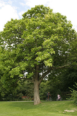  Catalpa bignonioides