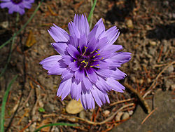  Catananche caerulea