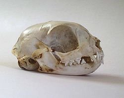  Crâne de chat