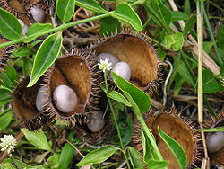  Feuilles et fleurs (fruits non-apparentés)