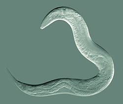  Caenorhabditis elegans hermaphrodite adulte