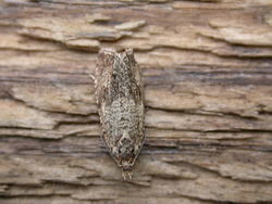  Celypha striana