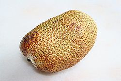 Cempedak, le fruit de Artocarpus integer