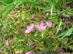  Centaurium pulchellum