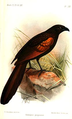 Coucal noirou (Centropus nigrorufus)