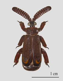  Cerapterus pilipennis - Muséum de Toulouse