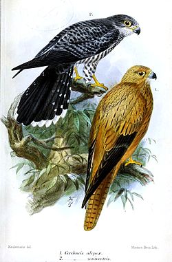  Falco zoniventris (en haut)