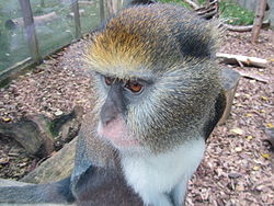  Cercopithecus (mona) campbelli