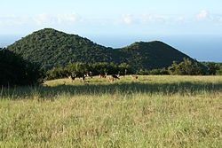 Vue du piton Armand avec au premier plan des cerfs de Java dans le domaine du Diana Dea Lodge.