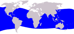 Cetacea range map Dwarf Sperm Whale.png