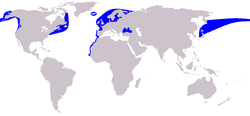 Cetacea range map Harbour Porpoise.PNG