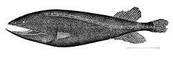  Cetomimus gillii