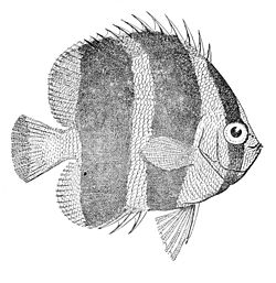  Chaetodon tricinctus