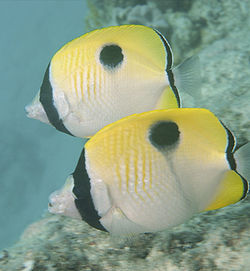  Chaetodon unimaculatus