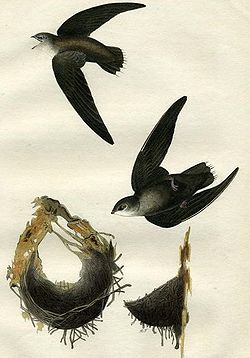  Martinet ramoneur (Chaetura pelagica)Gravure d'Audubon