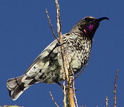  Chalcomitra amethystina