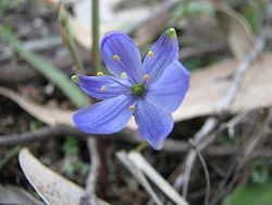  Chamaescilla corymbosa