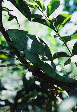  Caméléon de Parson(Calumma parsonii)