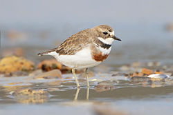  Charadrius bicinctus