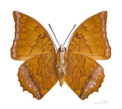  Charaxes distanti - revers