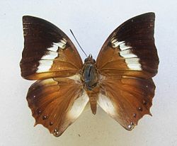   Charaxes borneensis  praestantius