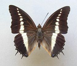 Charaxes brutus  mâle