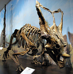  Squelette de Chasmosaurus