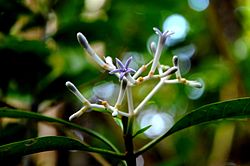  Chassalia gaertneroides