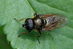  Cheilosia albipila mâle