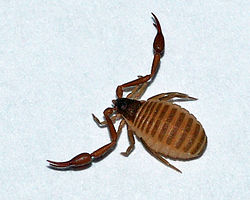  Chelifer cancroides