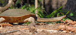  Chelodina expansa