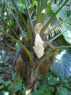 Chelyocarpus ulei (inflorescence)