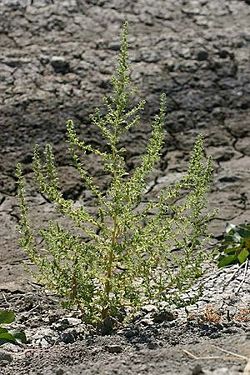  Chenopodium botrys