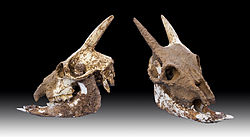  Crânes du Myotragus balearicus