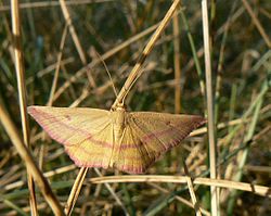  Haematopis grataria