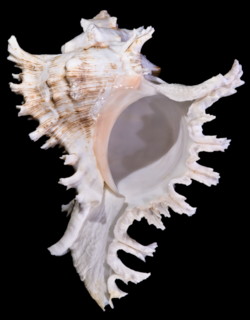   Chicoreus ramosus 