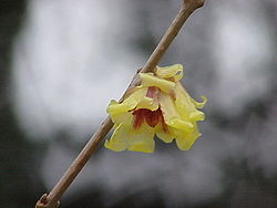  Chimonanthus praecox