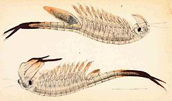  illustration de Chirocephalus diaphanus dansThe natural history of the British Entomostraca,William Baird (1850)