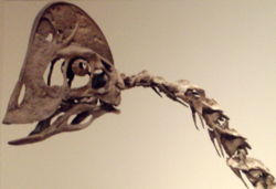  Crâne de Chirostenotes