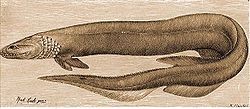  Requin-lézard (Chlamydoselachus anguineus)