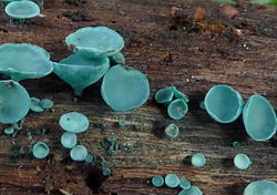  Chlorociboria aeruginosa