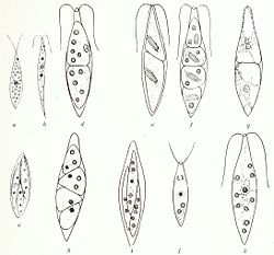 alt= Chlorogonium elongatum * a et b : deux adultes * c : zoosporange * d à k : division et formationdes zoospores dans la sporange