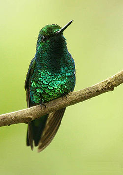 Un mâle en Équateur
